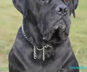 Vand pui Cane Corso BLUE