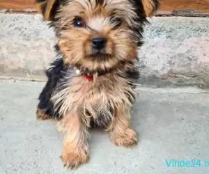 Vând yorkshire terrier , băiețel !