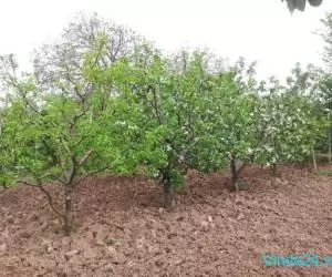 Teren afaceri Lemn/Fotovoltaice/Vinificatie podgoria Sarba-Odobesti Vrancea