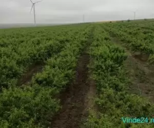 Vand livada piersic si nectarin