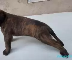 Vând pui boxer german cu pedigree