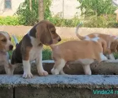 Catelusi beagle tricolori si bicolori