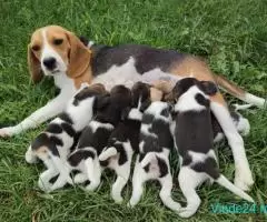 beagle tricolor, femele