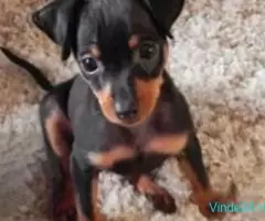 Pinscher Pitic