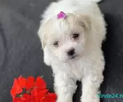 Catei bichon maltez