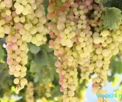 STRUGURI pentru vin  BIO