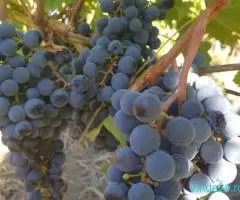 Vand struguri Merlot