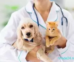 Asistent veterinat/tehnician veterinar