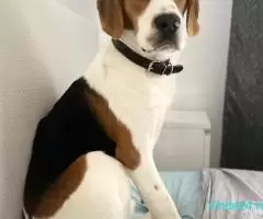 Vand Beagle mascul 1 an si 4 luni jucaus si prietenos