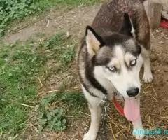 Husky femela 3 ani