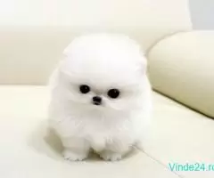 Uimitoare ceașcă de pomeranian, căței de vânzare