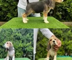 Cățelușă Beagle 100%