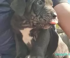 Cane Corso 7 saptamani