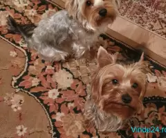 Căței Yorkshire Terrier