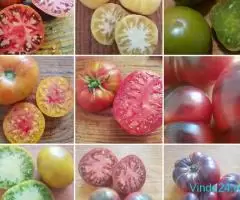 seminte tomate deosebite 220 soiuri disponibile