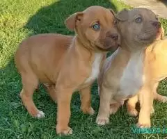 Amstaff exemplare deosebite nose Rose, Blue eres, fawn