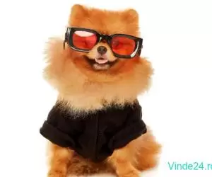 POMERANIAN ORANGE SABLE - mascul