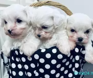 Bichon Maltese mini toy