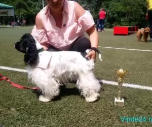 Cocker Spaniel american