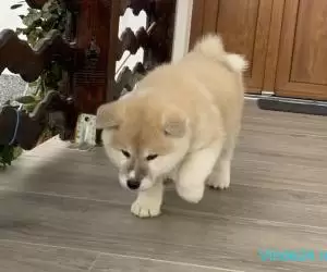 Akita Inu