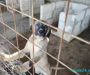 Vând cățelușa kangal 4