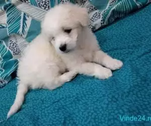 Bichon maltez