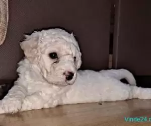 Catei bichon 4 săptămâni