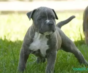 Catei Amstaff cu garantie si carnet de sanatate