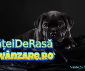 Vindem catei Cane Corso cu microcip si carnet de sanatate