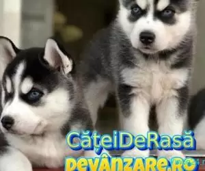 Catei Husky Siberian rasa pura cu microcip si carnet de sanatate