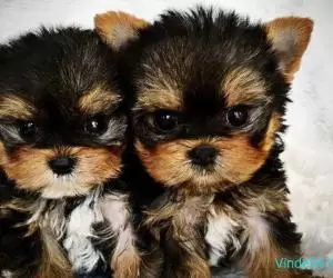 Catei Yorkshire Terrier Toy cu microcip si carnet de sanatate