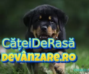 Catei Rottweiler cu garantie si microcip