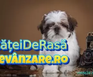 Catei Shih Tzu cu microcip si carnet de sanatate