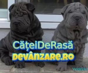 Catei Shar Pei cu garantie si carnet de sanatate