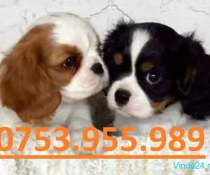 Catei Cavalier King Charles vaccinati microcipati cu pasaport-www.vandcaini.ro