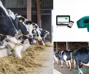 COWSCOUT sistem monitorizare călduri vaci