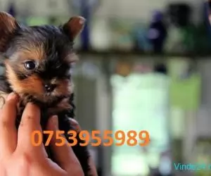 Catei Yorkshire terrier toy cu vaccin, pasaport, test, factura, livrare-www.vandcaini.ro