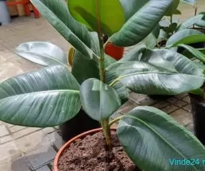 Ficus Elastica Robusta (frunza verde) (Rubber Plant 'Robusta)