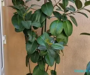 Ficus Elastica Robusta (frunza verde) (Rubber Plant 'Robusta)