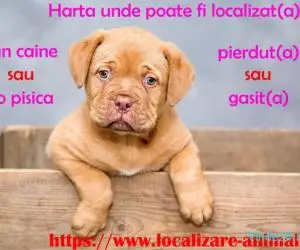 Localizeaza pisica pierduta sau un caine gasit pe harta nationala cu animale